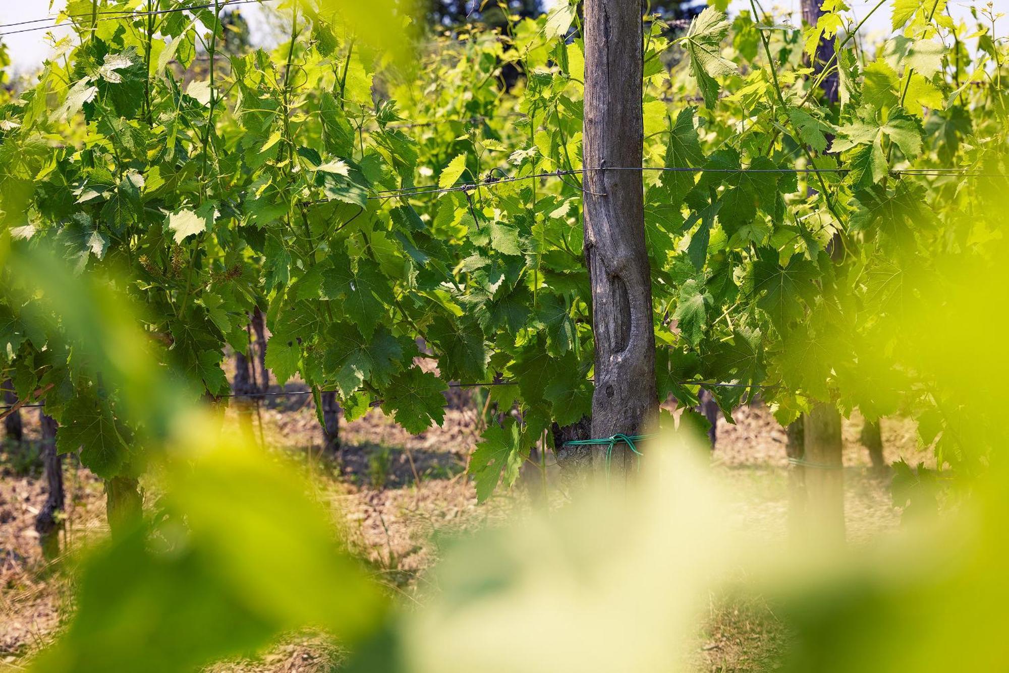 Tenuta Il Poggetto Radda in Chianti Eksteriør bilde